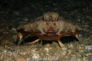 batfish by Eduardo Nadal 